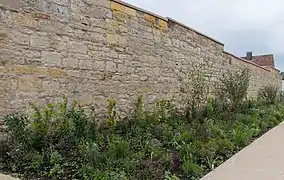 Die Stadtmauer als Teil der Gartenschau