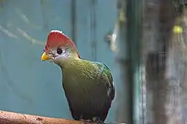 Rothaubenturako (Tauraco erythrolophus)