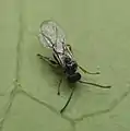 Andricus curvator
