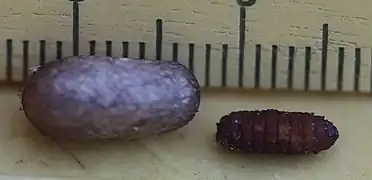 Kokon mit Parasitoidenpuppe (eine Raupenfliege)