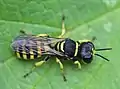 Ectemnius cf. lituratus