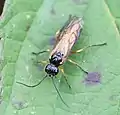 Apethymus filiformis, Weibchen