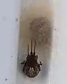 Eine Sektorspinne legt im Herbst einen 9&nbsp;mm großen Kokon an.