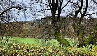 NSG Sumpfgebiet im Ölbachtal