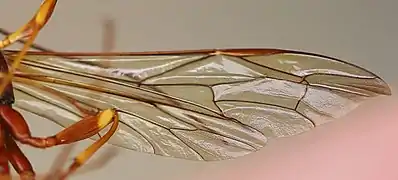 Flügeldetail
