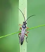 Virgichneumon digrammus ♂ Dorsalansicht