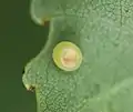 Parasitiertes Pappelschwärmer-Ei, 1 Monat vor dem Schlupf