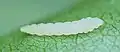 Raupe