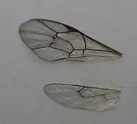 Flügel