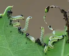 Junglarven