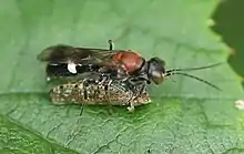 Grabwespe Alysson tricolor erbeutet eine Orientzikade