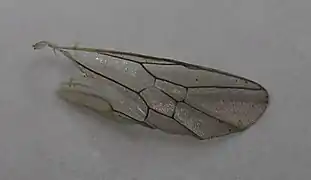 ♀ Hinterflügel (von oben)