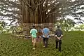 Später wurde der Banyan-Baum eingezäunt