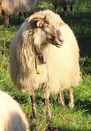 Walachenschaf