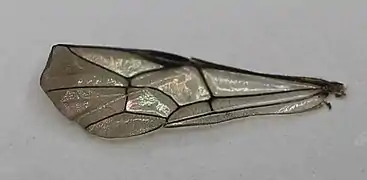 ♂ Vorderflügel