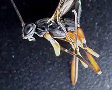 ♀ Seitenansicht