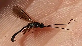 Odontocolon dentipes ♂