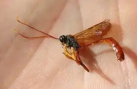 ♂ Seitenansicht