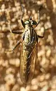 Eutolmus rufibarbis ♀ Dorsalansicht