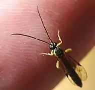 Apechthis rufata ♂