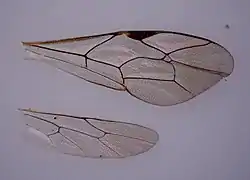 Apechthis rufata ♂