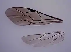 Flügel