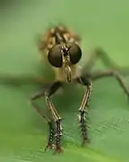 Eutolmus rufibarbis ♀ Frontansicht