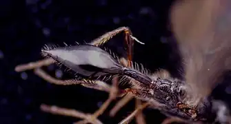 Cinetus sp.