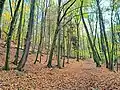 Coselweges zum Felsenkeller