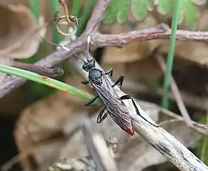 Diphyus castanopyga ♀