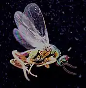 ♂
