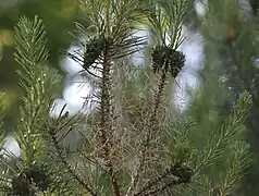 Larven (links) und abgenagte Kiefernnadeln (in der Bildmitte)