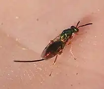 ♀