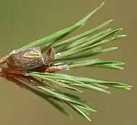 Geöffneter Kokon