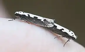 Kopula