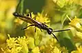 Gasteruption cf. hastator ♂