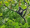 Phayre-Brillenlangur