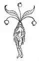 Kapitel 258. Mandragora – alrun Fraw