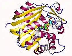 Phenylethanolamin-N-Methyltransferase