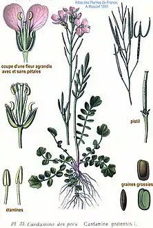 Illustration