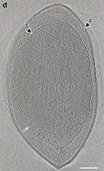 Kryo-ET-Aufnahme von A. laminatus RT761T mit den drei lipidmembranähnlichen Schichten (LMLs). Die äußere Doppelmembran (2) entspricht der gramnegativer Bakterien, die innere (3) umgibt das Nukleoid. Der weiße Pfeil zeigt die innere LML-Einstülpung an.