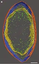 3D-Rekonstruktion dieser Zelle,orange: äußere LML,blau: mittlere LML,gelb: innere LML,grün: Ribosom.Balken jeweils 0,1 μm.