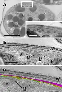 G. nostochinearum SAG 16.98, vegetative Zelle.…(b,c) Ausschnittsvergößerung_______________Balken: 5 µm in (a),1 µm in (a:Inlet, b, c)