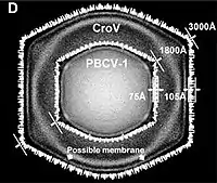 Querschnitt der Kryo-EM-Darstellung von CroV, überlagert mit der des Chlorovirus PBCV-1. CroV hat nicht nur einen größeren Durchmesser der Virionen (300&nbsp;nm vs. 180&nbsp;nm), seine Kapsidschicht ist auch dicker (10,5&nbsp;nm vs. 7,5&nbsp;nm). Umrechnung 10&nbsp;Å = 1&nbsp;nm