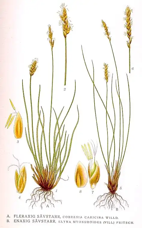 Illustration:A Zweiteilige Schuppensegge (Kobresia simpliciuscula, links) undB Nacktried (Kobresia myosuroides, rechts)