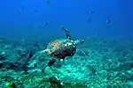 Echte Karettschildkröte (Bild aus Uma Caduac, Osttimor)