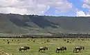 Bison im Ngorongoro-Krater