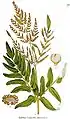 Königsfarn (Osmunda regalis)