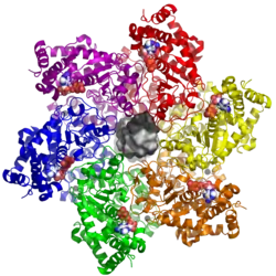 Großes T-Antigen