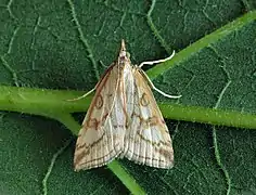 Udea lutealis